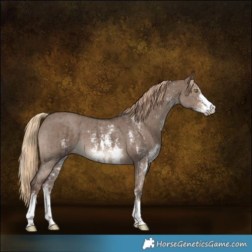 Horse Color:Liver Red Dun Sabino Brindle 
