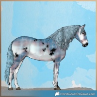 Horse Color:Void Watercolor Plaid  White Spotted Liver Red Onyx Rabicano 
