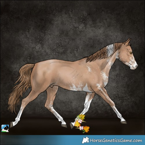 Horse Color:White Spotted Black Pearl Tobiano Rabicano 