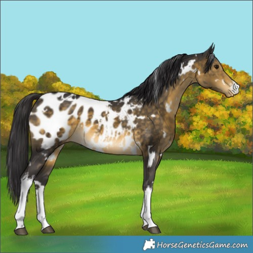 Horse Color:White Spotted Buckskin Near Leopard 
