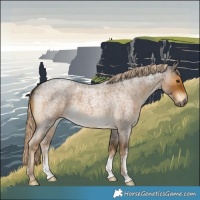 Horse Color:Chocolate Palomino Roan Sabino 