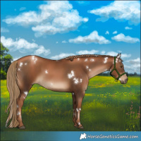 Horse Color:Gray White Spotted Liver Chestnut Pearl 