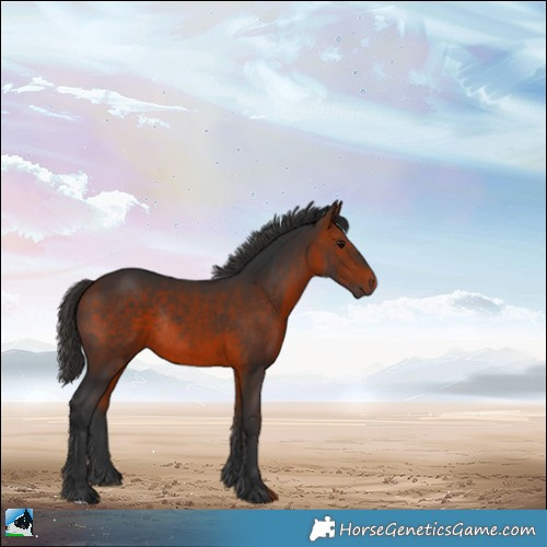 Horse Color:Bay Rabicano 
