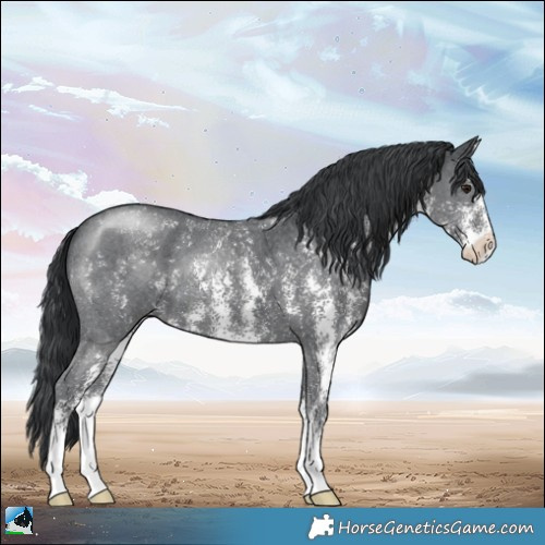 Horse Color:Black Chinchilla Sabino 