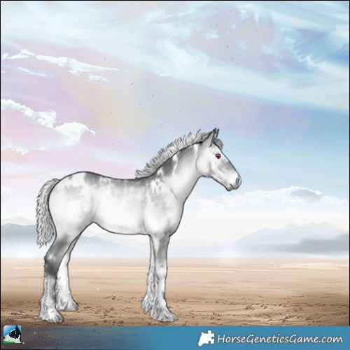 Horse Color:White Spotted Silver Bay Chinchilla Onyx 