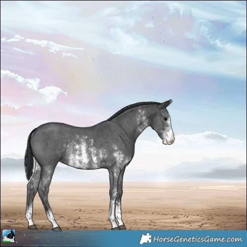 Horse Color:Black Sabino Rabicano 