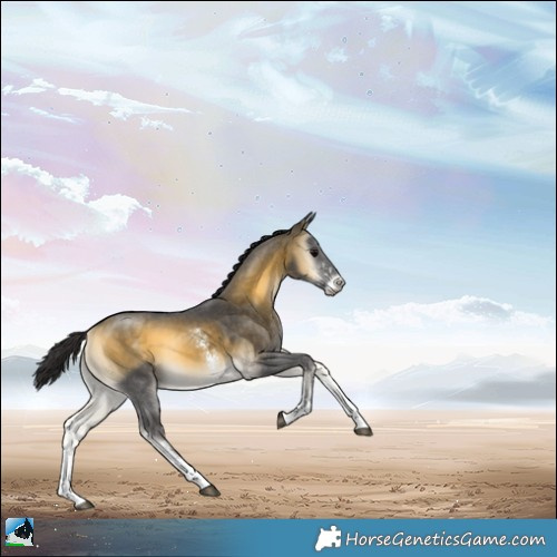 Horse Color:Buckskin Onyx Sabino 