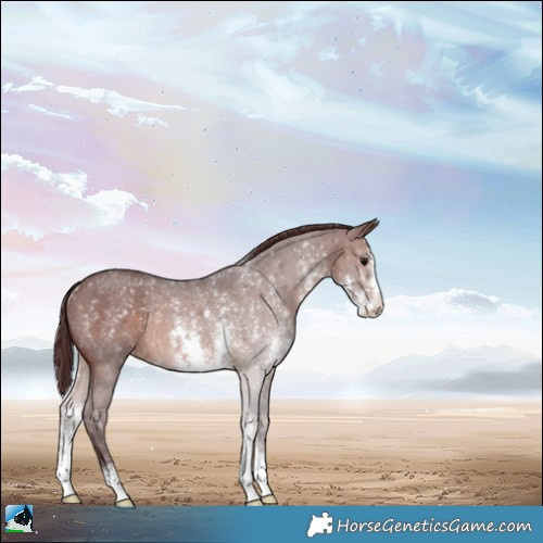 Horse Color:Chocolate Brown Sabino Rabicano 