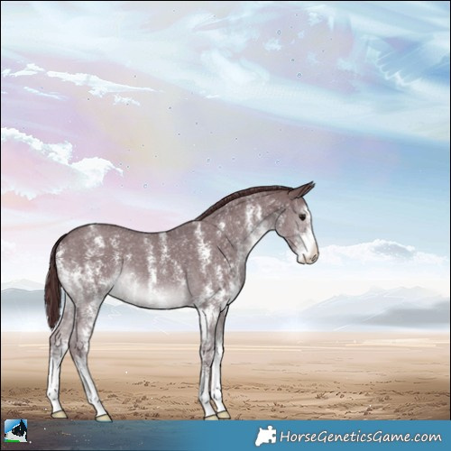 Horse Color:Chocolate Black Chinchilla Sabino 