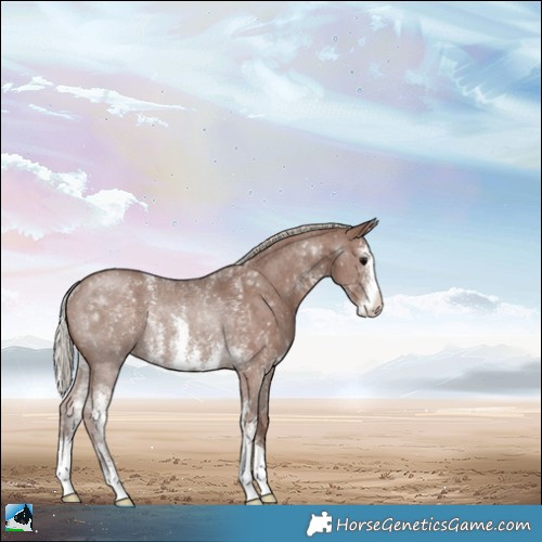 Horse Color:Silver Black Sabino Rabicano 