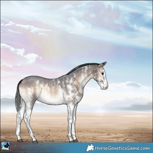 Horse Color:Brown Onyx Sabino Rabicano 