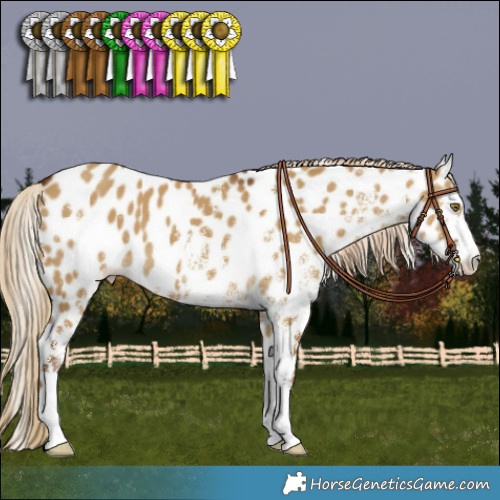 Horse Color:White Spotted Chocolate Palomino Dun Appaloosa 