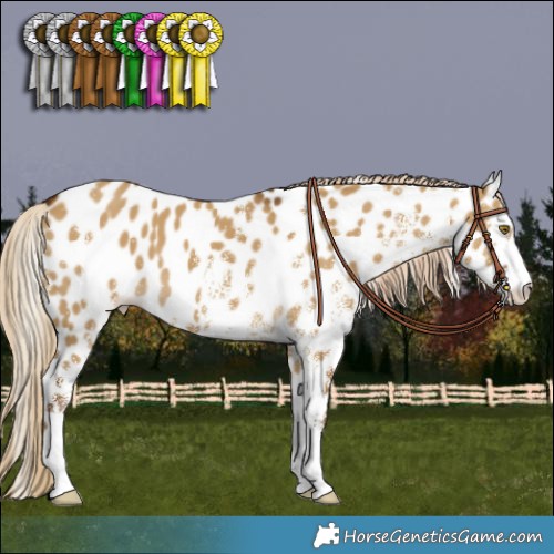 Horse Color:White Spotted Chocolate Palomino Dun Appaloosa 