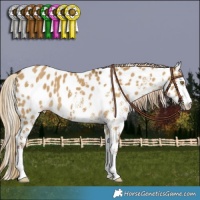 Horse Color:White Spotted Chocolate Palomino Dun Appaloosa 