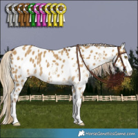 Horse Color:White Spotted Chocolate Palomino Dun Appaloosa 