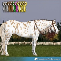 Horse Color:White Spotted Chocolate Palomino Dun Appaloosa