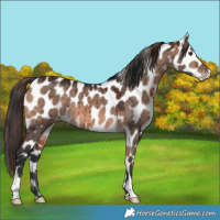 Horse Color:Bay Dun Mushroom Appaloosa Brindle