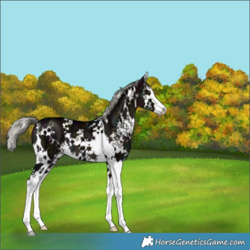 Horse Color:White Spotted Midnight Liver Red Dun Ice Mushroom Splash