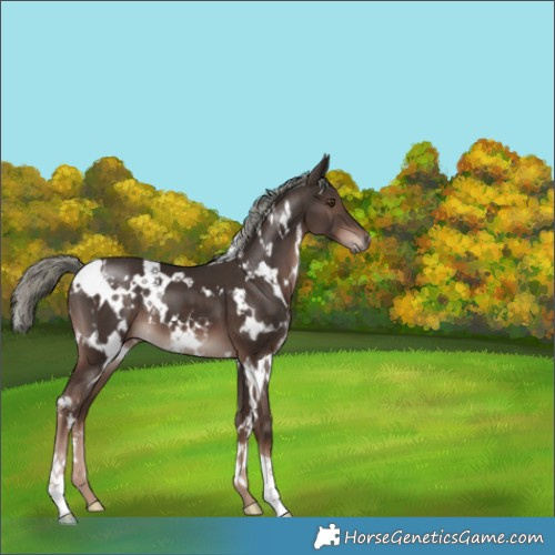 Horse Color:White Spotted Liver Chestnut Mushroom