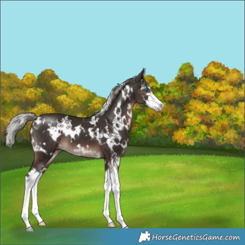 Horse Color:White Spotted Liver Chestnut Mushroom Splash 