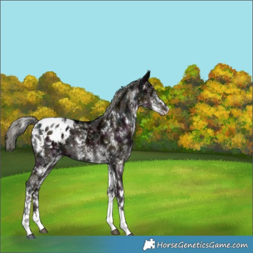Horse Color:White Spotted Midnight Liver Chestnut Ice Mushroom Blanket 