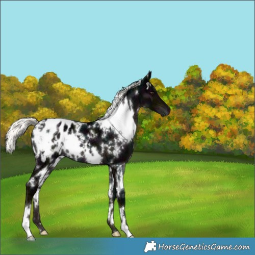 Horse Color:White Spotted Midnight Liver Chestnut Ice Mushroom Blanket 