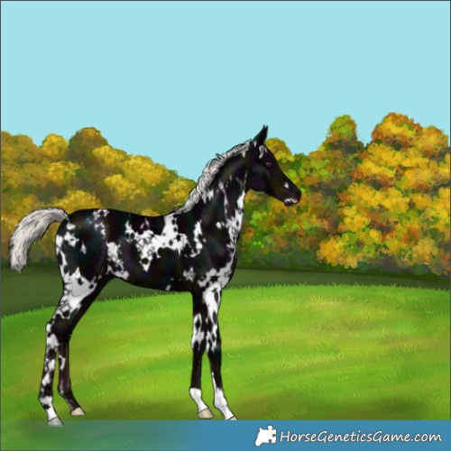 Horse Color:White Spotted Midnight Liver Chestnut Ice Mushroom 