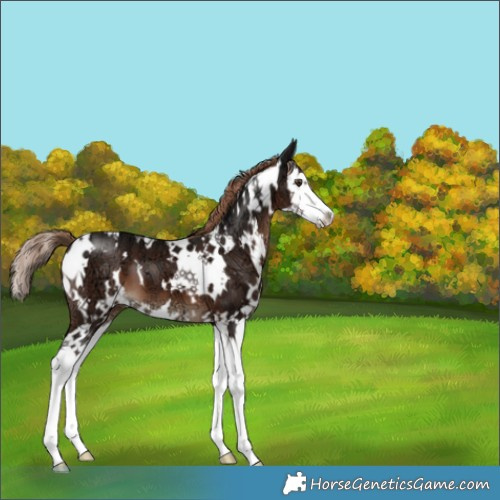 Horse Color:White Spotted Liver Chestnut Ice Splash 