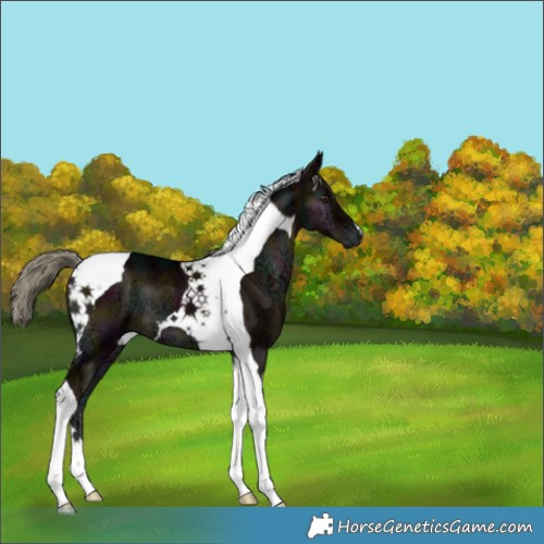 Horse Color:Midnight Liver Red Onyx Ice Mushroom Tobiano 