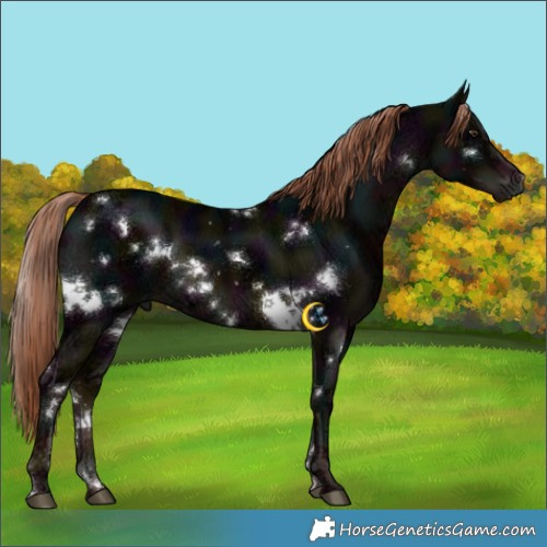Horse Color:White Spotted Midnight Liver Chestnut Ice Appaloosa 