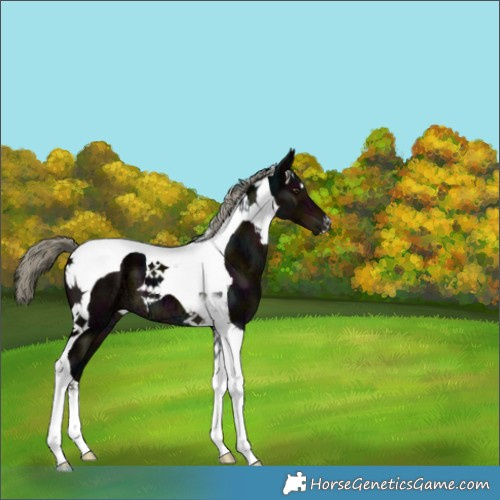 Horse Color:Midnight Liver Chestnut Ice Mushroom Tobiano 