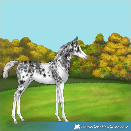 Horse Color:White Spotted Midnight Liver Chestnut Ice Mushroom Splash 