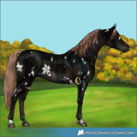 Horse Color:White Spotted Midnight Liver Chestnut Ice