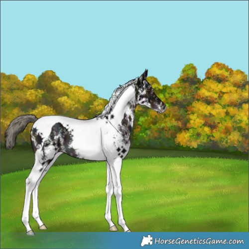 Horse Color:White Spotted Midnight Liver Chestnut Mushroom Tobiano 