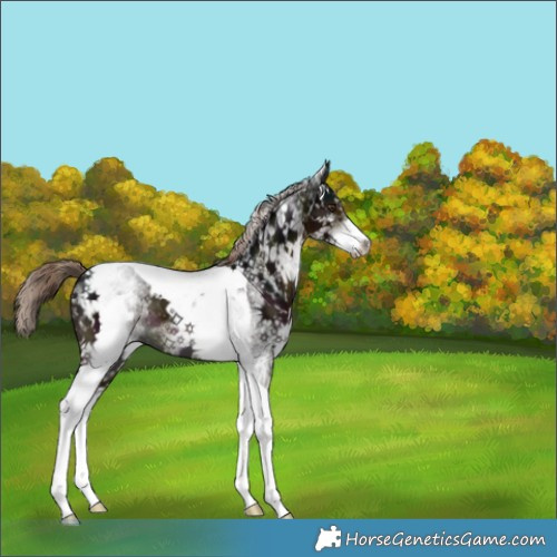 Horse Color:White Spotted Midnight Liver Chestnut Tobiano 