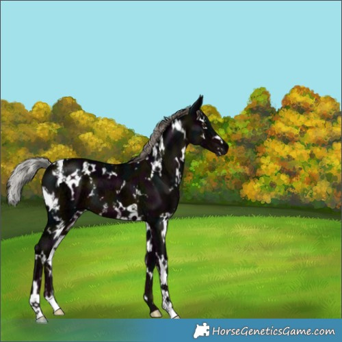 Horse Color:White Spotted Midnight Liver Chestnut Ice Mushroom 