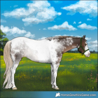 Horse Color:White Spotted Liver Chestnut Tobiano 