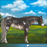 Horse Color:White Spotted Liver Chestnut Mushroom Sabino 