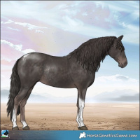 Horse Color:Platinum Liver Chestnut Tobiano Rabicano