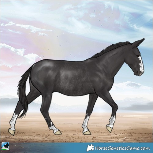 Horse Color:Platinum Smoky Black Rabicano 