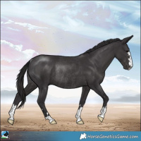 Horse Color:Platinum Smoky Black Rabicano 