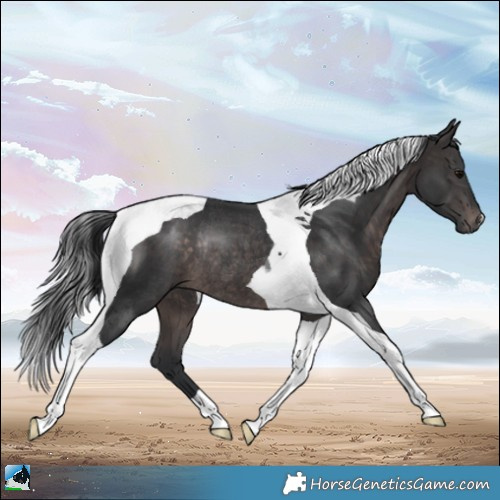 Horse Color:Platinum Brown Tobiano Rabicano