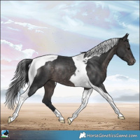 Horse Color:Platinum Brown Tobiano Rabicano 