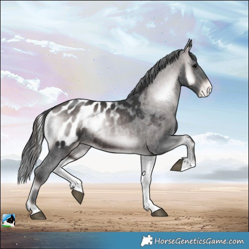 Horse Color:Platinum Brown Onyx Appaloosa Rabicano 