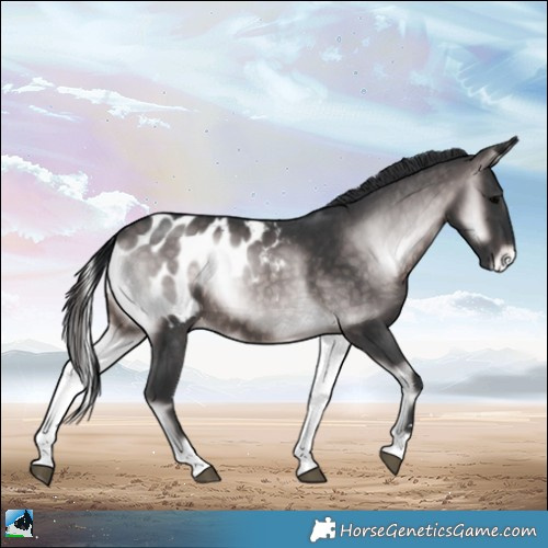 Horse Color:Platinum Brown Onyx Appaloosa Rabicano