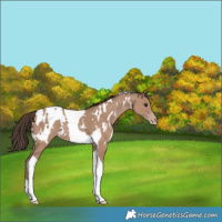 Horse Color:White Spotted Classic Champagne Tobiano 