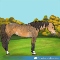 Horse Color:Buckskin 