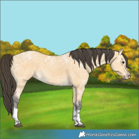 Horse Color:Buckskin Ice Rabicano 