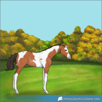 Horse Color:Bay Splash Tobiano Rabicano 