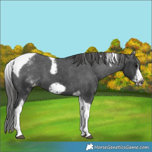 Horse Color:White Spotted Black Splash Tobiano Frame Appaloosa